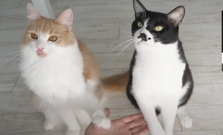 How I Trained My Cats - Shadowing English