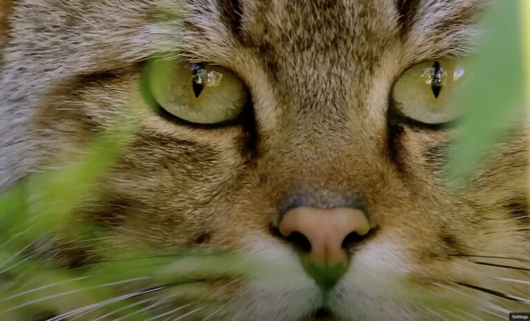 Little Cats, Big Personalities - Passive listening