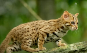 World's smallest cat - Shadowing English